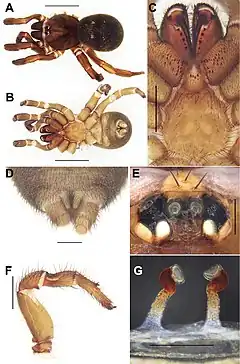 Description de l'image Conothele jinggangshan (10.3897-zookeys.833.32736) Figure 4.jpg.