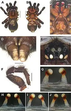 Description de l'image Conothele linzhi (10.3897-zookeys.833.32736) Figure 3.jpg.