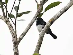 Description de l'image Conothraupis mesoleuca - Cone-billed Tanager - male (cropped).jpg.