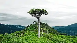 Dans le parc national Conguillío. Février 2018.