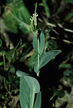 Description de l'image Conringia orientalis eF.jpg.