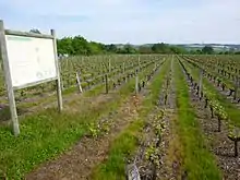 Conservatoire du Pineau d'Aunis.