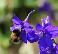 Fleur visitée par un bourdon