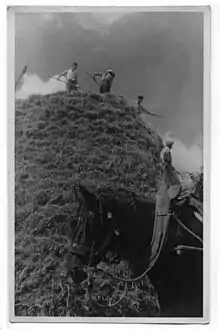 Grande meule de foin, achèvement du chapeau , Maine-et-Loire, 1944
