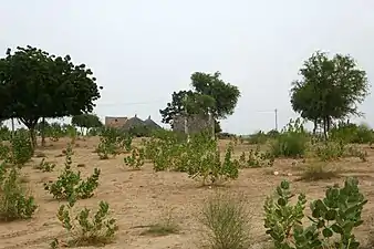 Constructions et pommiers de Sodome au Rajasthan en novembre 2019.