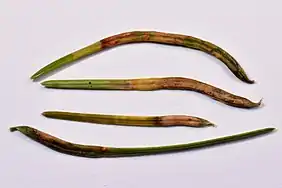 Aiguilles de douglas déformées par les galles de Contarinia pseudotsugae sensu lato