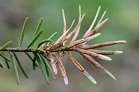 Variabilité des galles de Contarinia pseudotsugae sensu lato