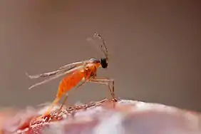 Femelle de Contarinia pseudotsugae ayant déployé son ovopositeur