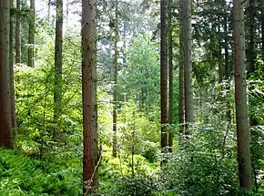 Forêt de douglas âgée de 85 ans au Lake District en Angleterre, en cours de diversification spontanée par mélange avec des espèces autochtones.