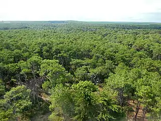 Canopée de la forêt des Landes