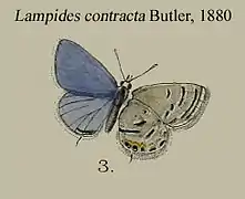 Luthrodes contracta