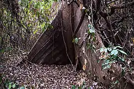 Contrefort d'un fromager (Ceiba pentandra).