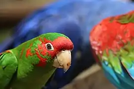 Conure mitrée