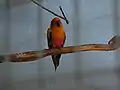 Conure soleil dans une volière du jardin de la fontaine