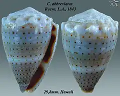 Description de l'image Conus abbreviatus 1.jpg.