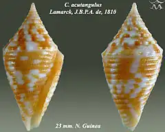 Description de l'image Conus acutangulus 1.jpg.