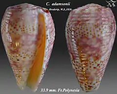 Description de l'image Conus adamsonii 1.jpg.