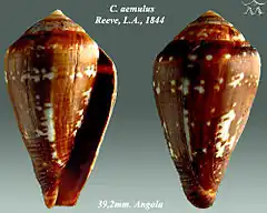 Description de l'image Conus aemulus 1.jpg.