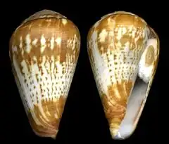 Description de l'image Conus africanus.jpg.