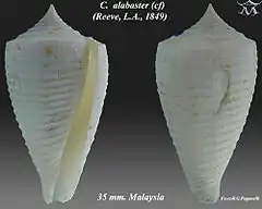 Description de l'image Conus alabaster 1.jpg.
