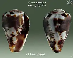 Description de l'image Conus albuquerquei 1.jpg.