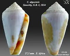 Description de l'image Conus algoensis 1.jpg.