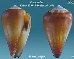 Description de l'image Conus anabelae 1.jpg.