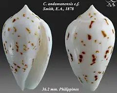 Description de l'image Conus andamanensis 1-cf.jpg.