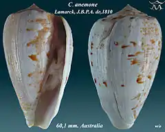 Description de l'image Conus anemone 1.jpg.