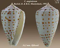 Description de l'image Conus angioiorum 1.jpg.
