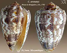 Conus arenatus (bizona)