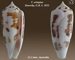 Description de l'image Conus artoptus 1.jpg.