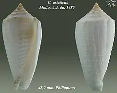 Description de l'image Conus asiaticus 1.jpg.