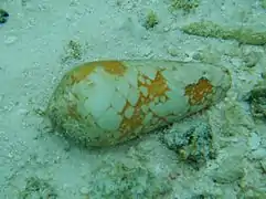 Spécimen in situ, abîmé par le sable