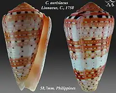 Description de l'image Conus aurisiacus 1.jpg.