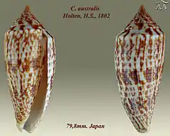 Description de l'image Conus australis 1.jpg.