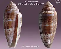 Description de l'image Conus austroviola 1.jpg.