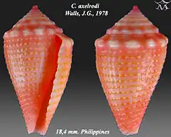 Description de l'image Conus axelrodi 1.jpg.