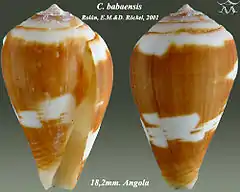 Description de l'image Conus babaensis 1.jpg.