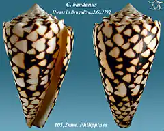Description de l'image Conus bandanus 1.jpg.