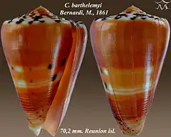 Description de l'image Conus barthelemyi 1.jpg.