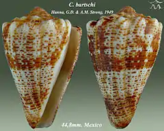 Description de l'image Conus bartschi 1.jpg.