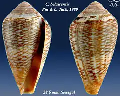 Description de l'image Conus belairensis 1.jpg.