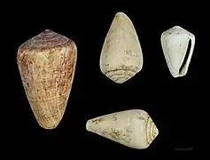 Conus benoisti Burdigalien