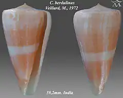 Description de l'image Conus berdulinus 1.jpg.