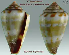Description de l'image Conus boavistensis 1.jpg.