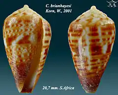 Description de l'image Conus brianhayesi 1.jpg.