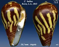 Description de l'image Conus bulbus 1.jpg.