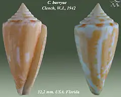 Description de l'image Conus burryae 1.jpg.