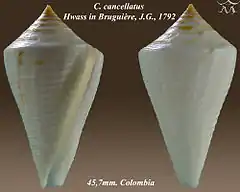 Description de l'image Conus cancellatus 1.jpg.